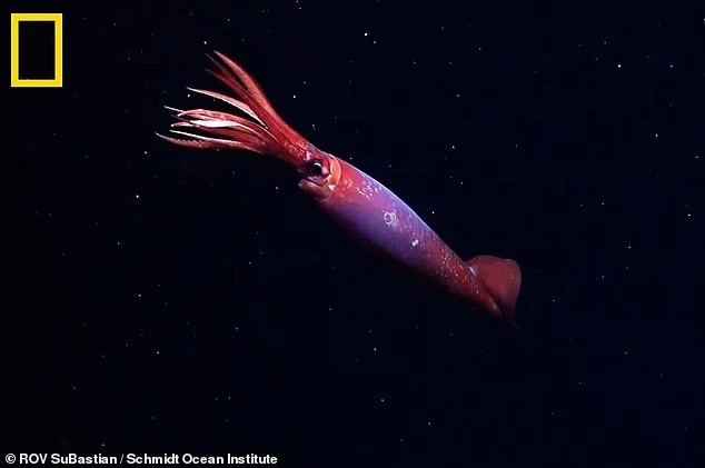 Mực gonate Nam Cực chỉ được biết đến thông qua các mẫu vật chết được tìm thấy trong lưới và trong các mảnh được bảo quản trong dạ dày của các loài săn mồi khác. Đây là lần đầu tiên loài mực ống quý hiếm này được nhìn thấy ngoài tự nhiên. lan-dau-ghi-hinh-muc-gonate-nam-cuc-khong-lo-o-do-sau-2152m-2.jpg