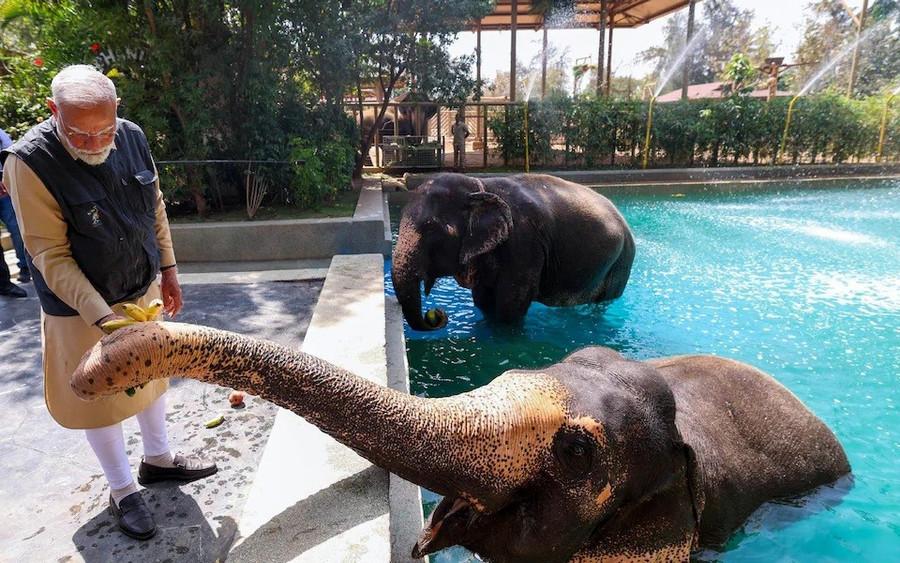 Narendra Modi, thủ tướng Ấn Độ, tại lễ khánh thành Vantara vào tháng 3. Ảnh: Anadolu/Anadolu ly-do-vuon-thu-tu-nhan-cua-gia-toc-giau-nhat-chau-a-doi-mat-dieu-tra-3.jpg