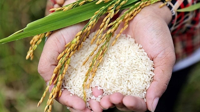 Giá lúa gạo hôm nay 3/10: Tiếp tục giảm tại khu vực ĐBSCL