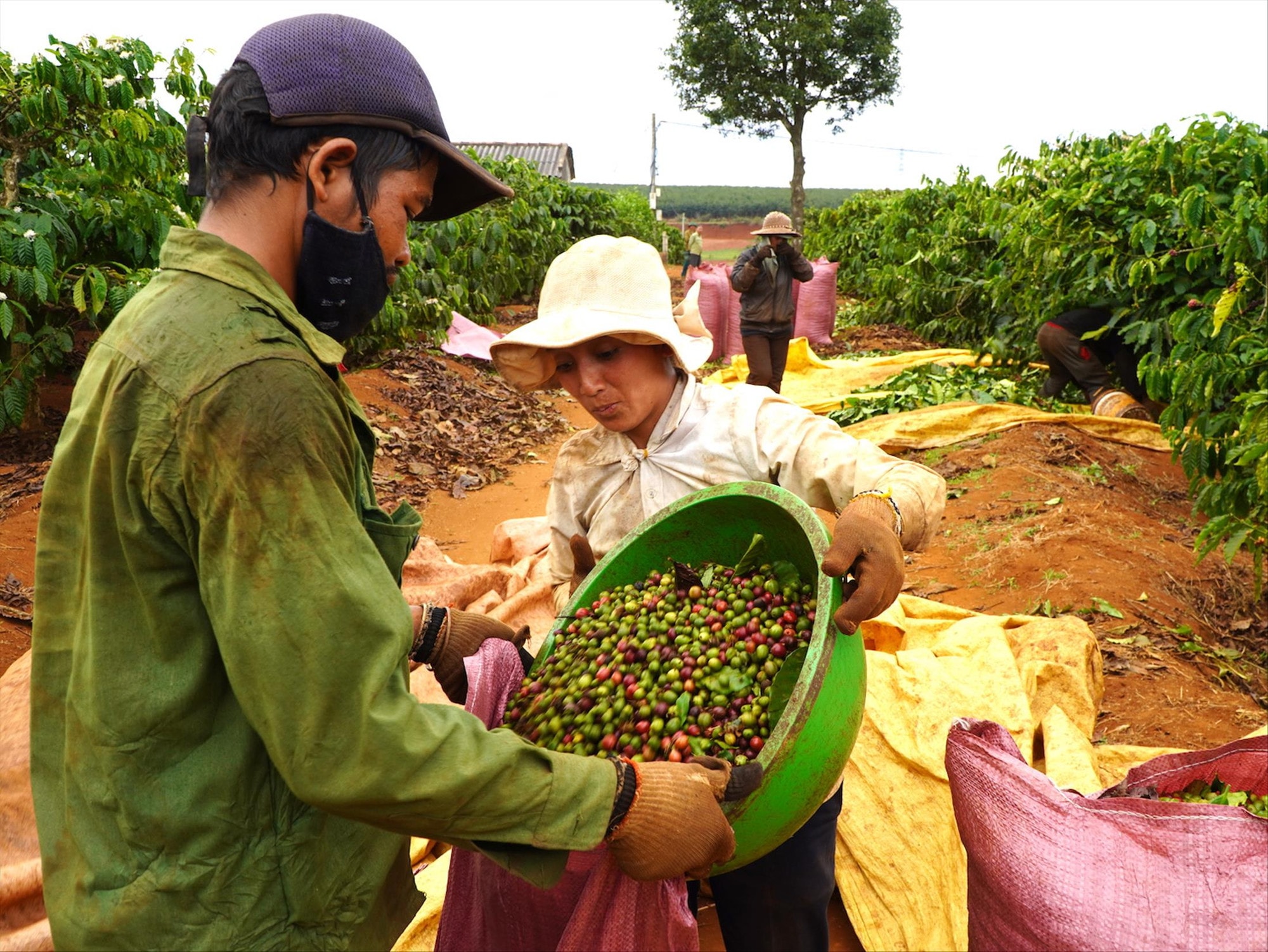 Giá nông sản hôm nay 14/10/2025: Giá cà phê biến động trái chiều, hồ tiêu giữ nhịp ổn định