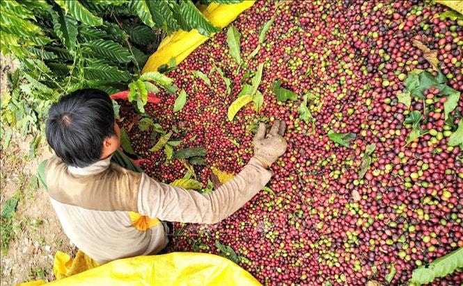 Giá nông sản hôm nay 15/10/2025: Giá cà phê bật tăng, hồ tiêu lao dốc