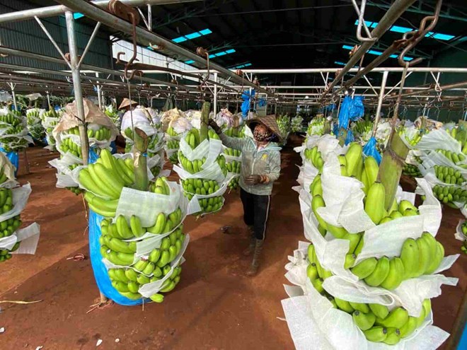 Gia Lai hút đầu tư nông nghiệp công nghệ cao