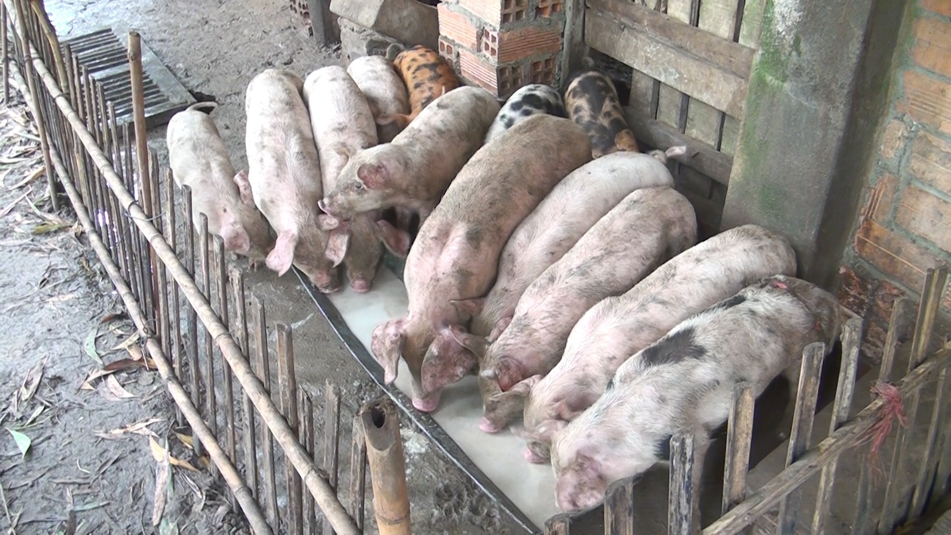 Giá heo hơi hôm nay 28 10 3 miền tiếp tục chuỗi sóng yên biển lặng