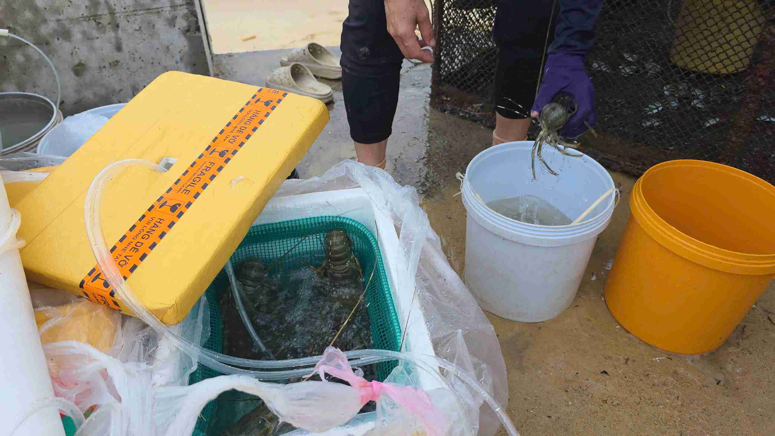 hàng chục người dân đứng kín bờ biển tại Hòn Yến, xã Ô Loan để kéo những chiếc lồng nuôi tôm hùm vào đất liền trước dự báo cơn bão Kalmaegi (dự báo sẽ thành bão số 13) gây ảnh hưởng trực tiếp đến khu vực này.