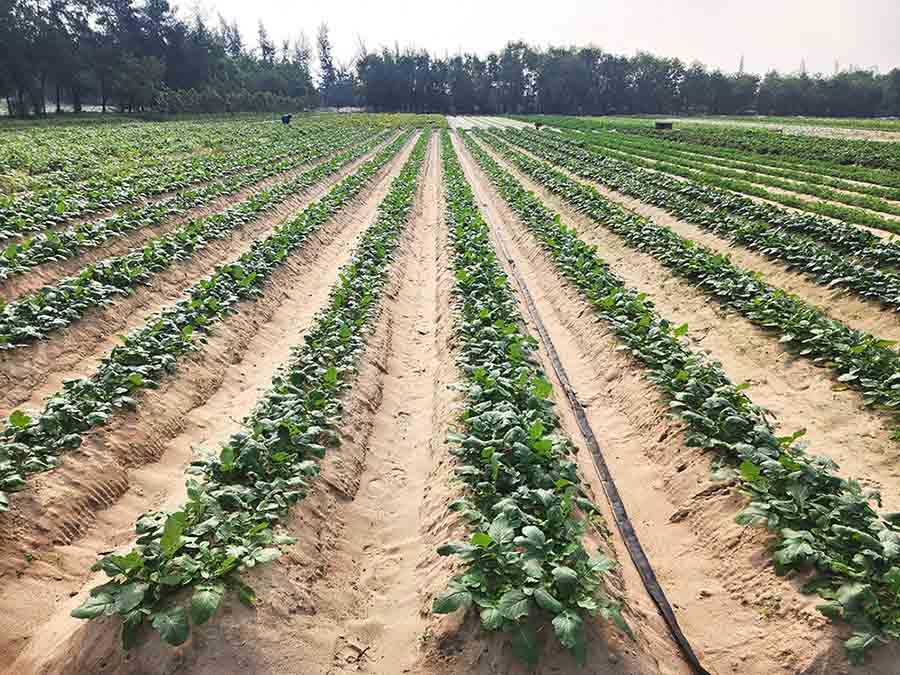 Nền nông nghiệp không ngừng phát triển đi lên trong những năm qua. Ảnh: Tuấn Trần