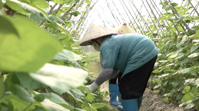 Nhiều mô hình sản xuất nông nghiệp xanh đã được triển khai. Ảnh: Đoàn Hưng