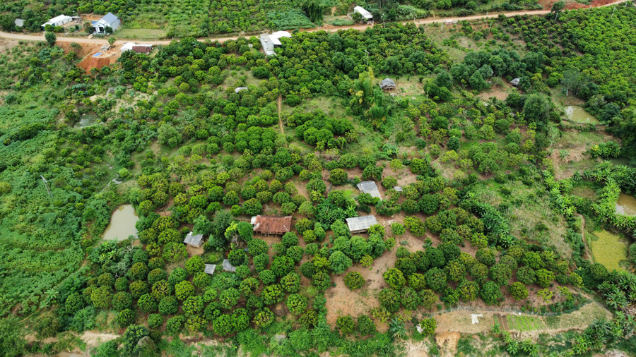 Xã Chiềng Sơ tích cực vận động người dân trồng cây ăn quả trên đất dốc. z7218761788656-a1facbeec83e4f237f91e0eeac9ba743.jpg