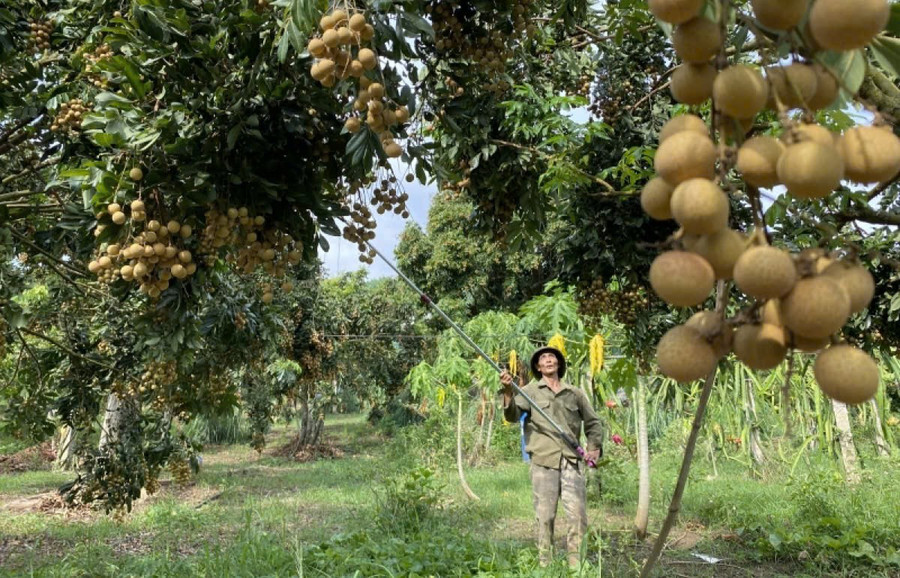 Người dân có thu nhập cao từ trồng nhãn. z7218792666944-5e8328c2c6672ff2301b783fca174e1e.jpg