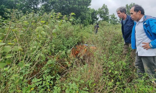 Nông dân lao đao vì doanh nghiệp dừng thu mua cây an xoa xuất khẩu sang Mỹ