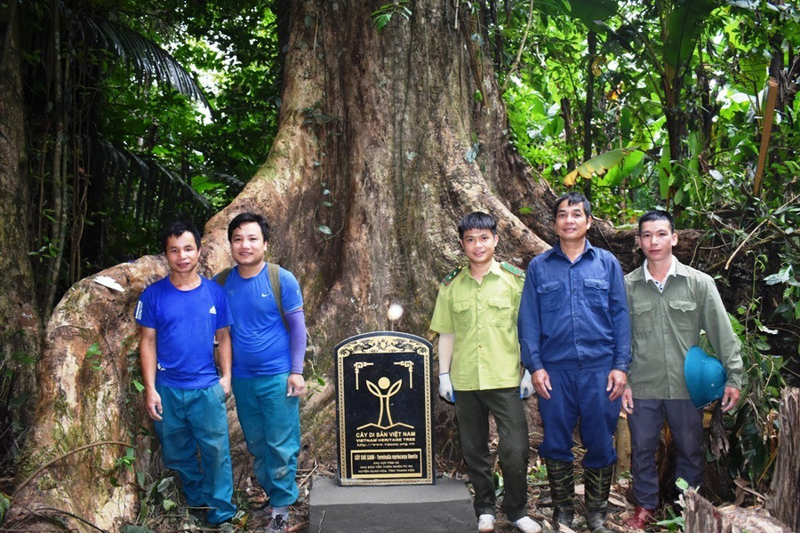Cây Chò xanh - cây Di sản Việt Nam trong Khu bảo tồn thiên nhiên Pù Hu. dsc-0293-8543.jpg