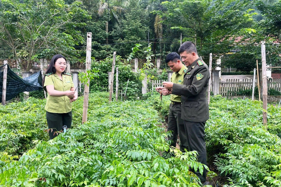 Hoạt động sản xuất giống cây lâm nghiệp phục vụ nhân dân trồng rừng ở Khu bảo tồn thiên nhiên Pù Hu. 1549506513788779073.jpg