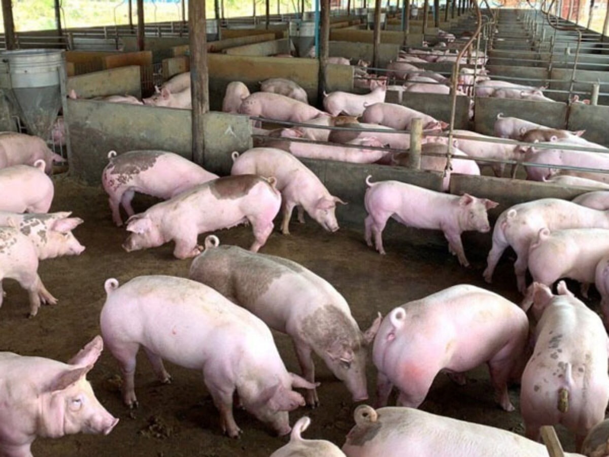 Giá heo hơi hôm nay 19 11 Đồng loạt tăng 1.000-2.000 đồng kg cả 3 miền
