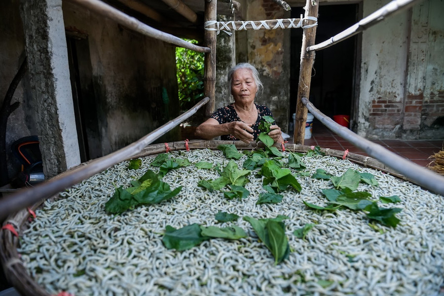 Bà Nguyễn Thị Nhạn cần mẫn chăm nong tằm.