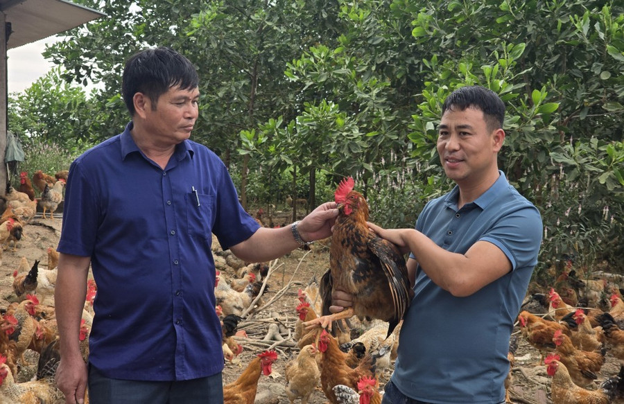 Mô hình nuôi gà bản Đầm Hà giúp người dân thay đổi cuộc sống. 4788.jpg