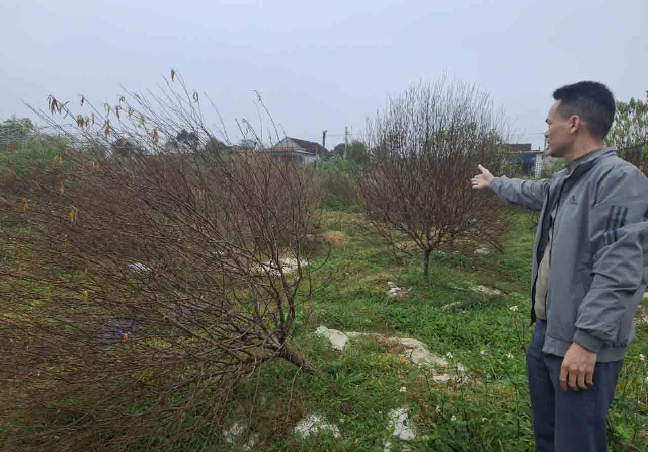 Phóng viên Báo Lao Động bên những gốc đào bị chết khô ở xã Toàn Lưu. Ảnh: Quang Dương.