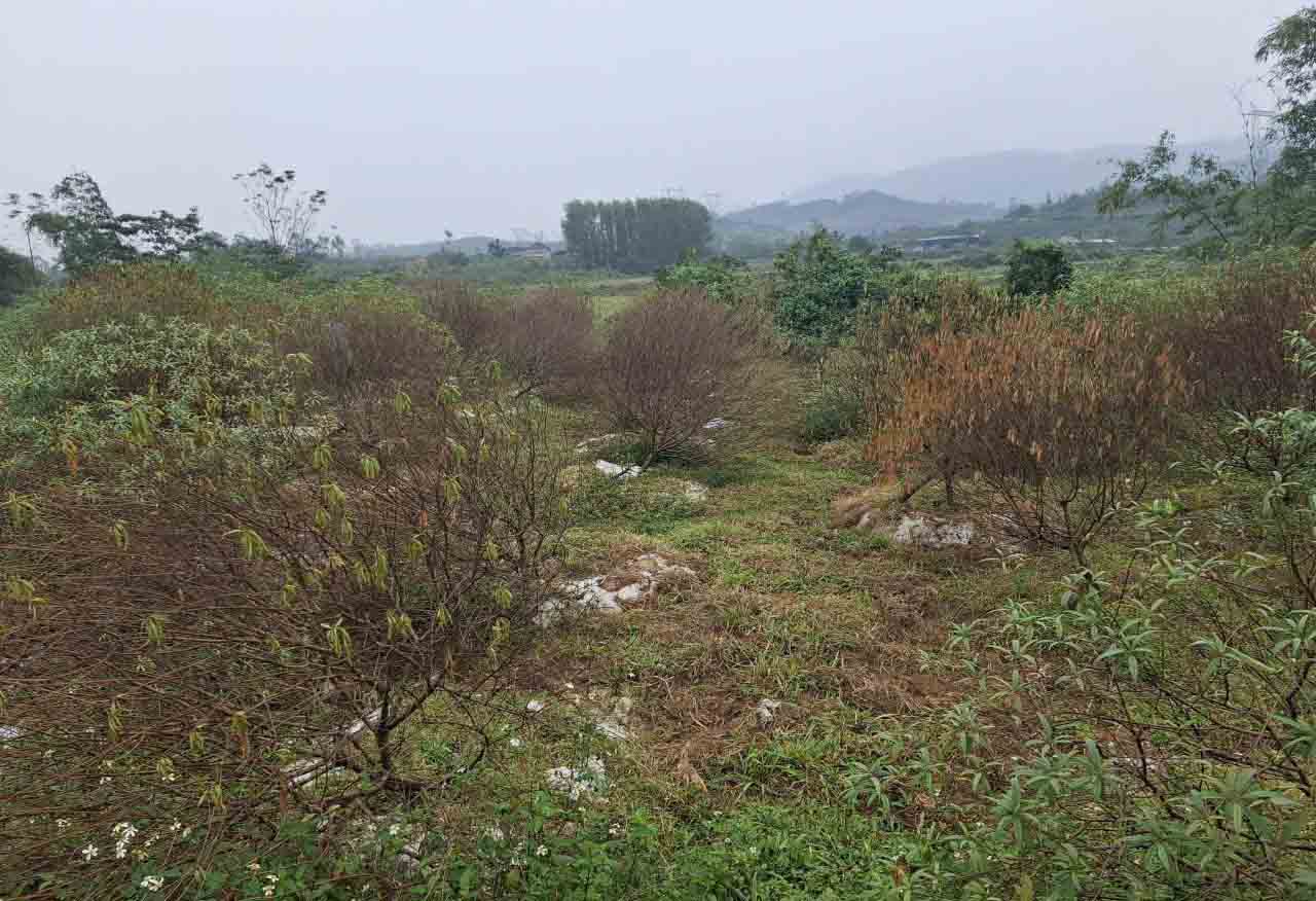 Vườn đào của gia đình bà Quế bị chết khô. Ảnh: Trần Tuấn.