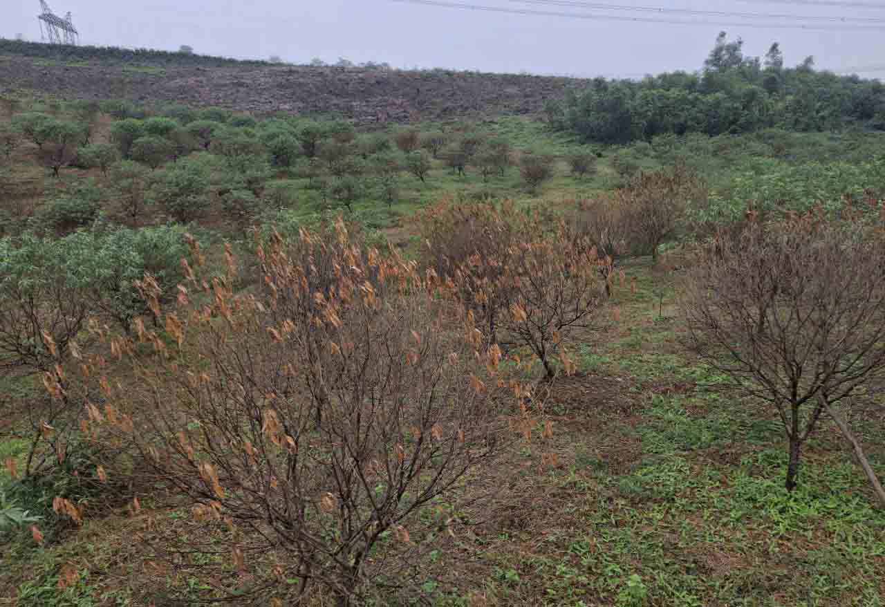 Xót xa những gốc đào hư hỏng do bão. Ảnh: Trần Tuấn.