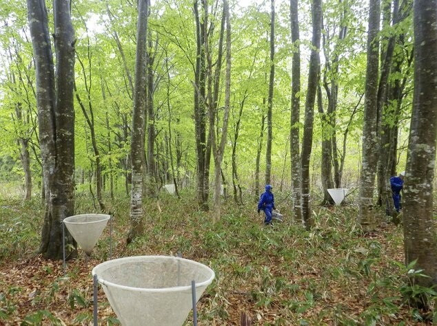 Ảnh cho thấy một cuộc khảo sát về tình trạng kết trái của cây dẻ gai vào tháng 5/2020 tại thành phố Semboku, tỉnh Akita. (Ảnh Kyodo)