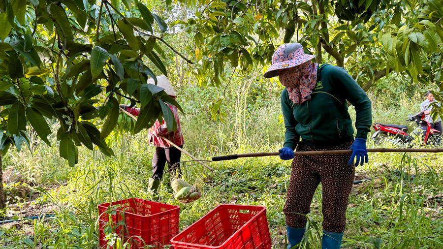 Nông dân thôn Tân Sơn thu hoạch xoài. z7335910696894-1daaa5d634736b0d21db647005725bce.jpg