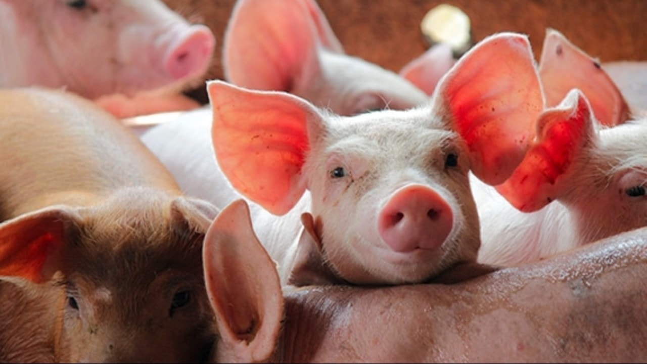 Giá heo hơi hôm nay 22 12 Mở đầu tuần ở ngưỡng 60.000 đến 69.000 đồng kg