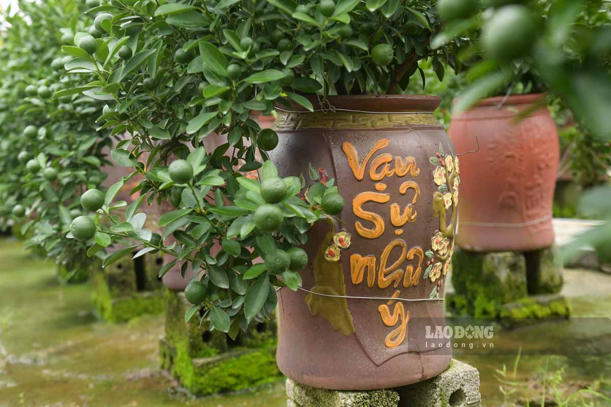 Chum trồng quất mẫu mã đa dạng thu hút người mua. Ảnh: Hà Vi