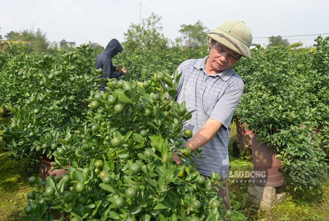 Thủ phủ quất chum ở Ninh Bình hút khách, nhiều vườn cháy hàng
