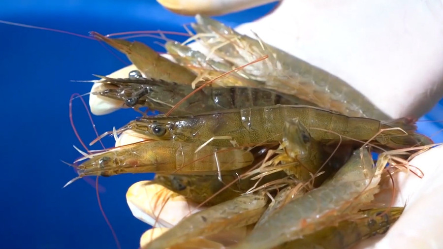 Tôm sinh thái Cà Mau. phoi-tom-30.jpg