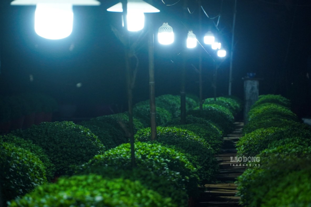 Việc thắp sáng ban đêm giúp kéo dài thời gian sinh trưởng, hạn chế phân hóa mầm hoa sớm, giúp hoa nở đồng đều, bông to và màu sắc đẹp.