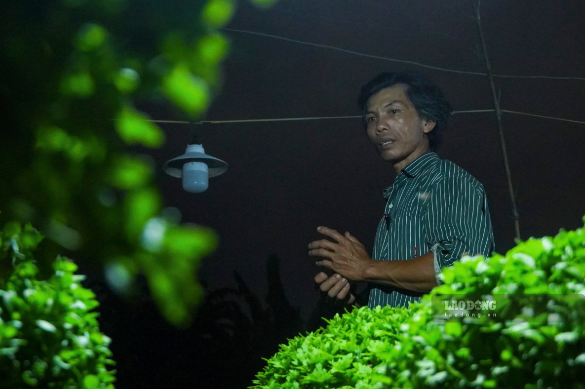 “Chong đèn là khâu rất quan trọng. Nếu làm không đều tay, hoa sẽ ra nụ sớm hoặc nở không đúng Tết,” ông Em nói.