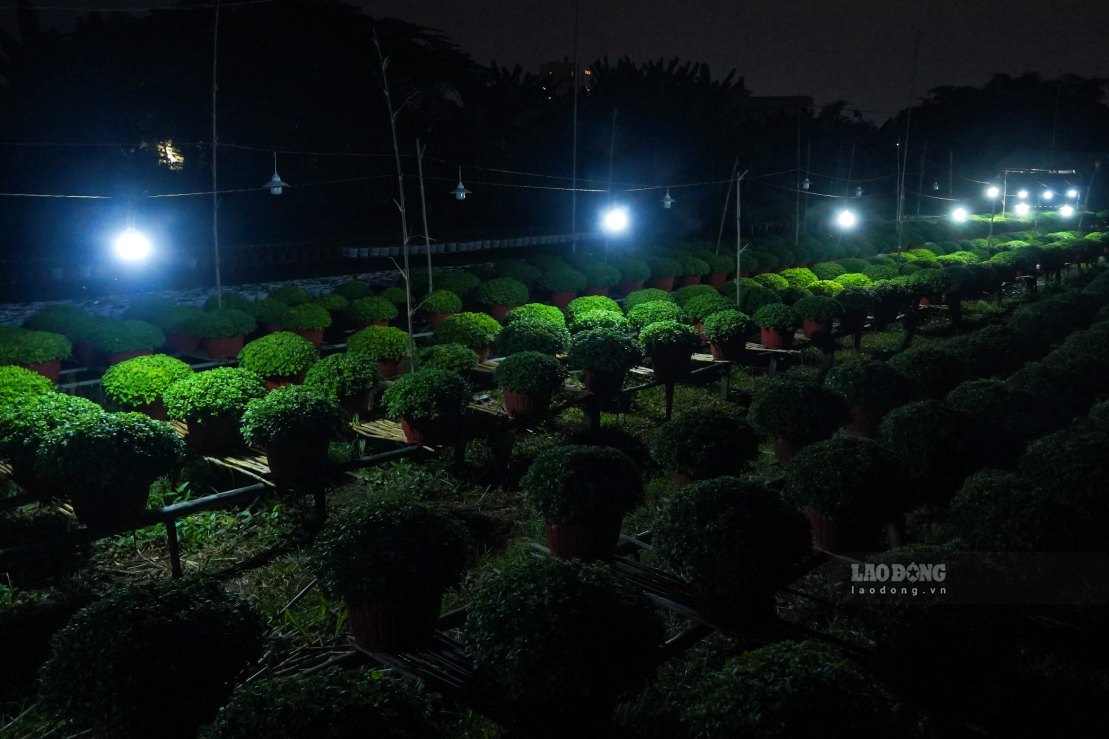 Theo Chi cục Trồng trọt và Bảo vệ thực vật TP Cần Thơ, nông dân trên địa bàn đã xuống giống khoảng 650.000 chậu hoa kiểng phục vụ Tết, chủ yếu là cúc, vạn thọ, cát tường… Các hộ trồng hoa đã chuẩn bị từ rất sớm và áp dụng đồng bộ các biện pháp kỹ thuật như chong đèn, chăm sóc và phòng trừ sâu bệnh để nâng cao chất lượng sản phẩm.