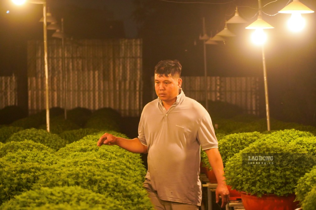 Tại làng hoa Bà Bộ (phường Long Tuyền, TP Cần Thơ), ông Đoàn Hữu Bốn - Giám đốc Hợp tác xã Hoa kiểng Bình An, kiêm Phó Chủ nhiệm làng hoa cho biết, gia đình ông năm nay xuống giống hơn 800 chậu hoa, trong đó khoảng 450 chậu cúc mâm xôi nhiều màu để phục vụ thị trường Tết (trong ảnh là anh Quang, con trai ông Bốn).
