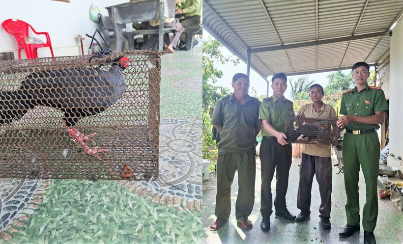 Một cá thể gà lôi quý hiếm được người dân tự giác giao nộp để cơ quan chức năng tái thả về tự nhiên. Ảnh: Công an cung cấp