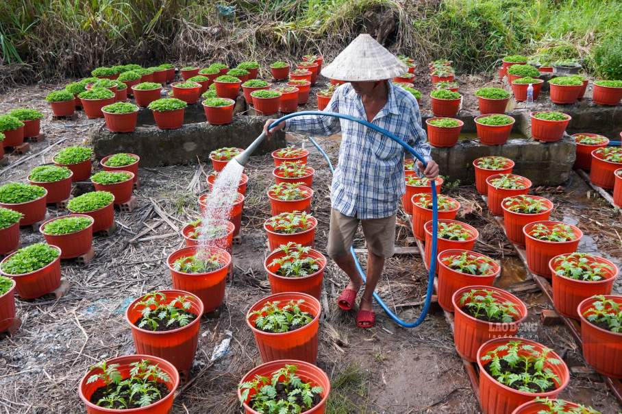 Chỉ còn hơn một tháng nữa là đến Tết Bính Ngọ 2026, khắp các làng hoa miền Tây, nhà vườn đang tất bật chăm bón, chong đèn và chuẩn bị cho mùa hoa Tết – mùa làm ăn lớn nhất trong năm.