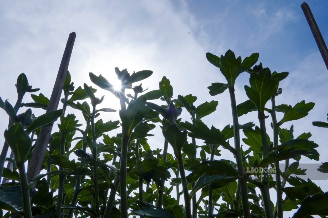 Từ đầu tháng 11, nông dân đã xuống giống các loại hoa ngắn ngày như vạn thọ, cúc pico, đồng tiền, trong khi cúc mâm xôi – loại hoa chủ lực – được gieo trồng từ tháng 9.