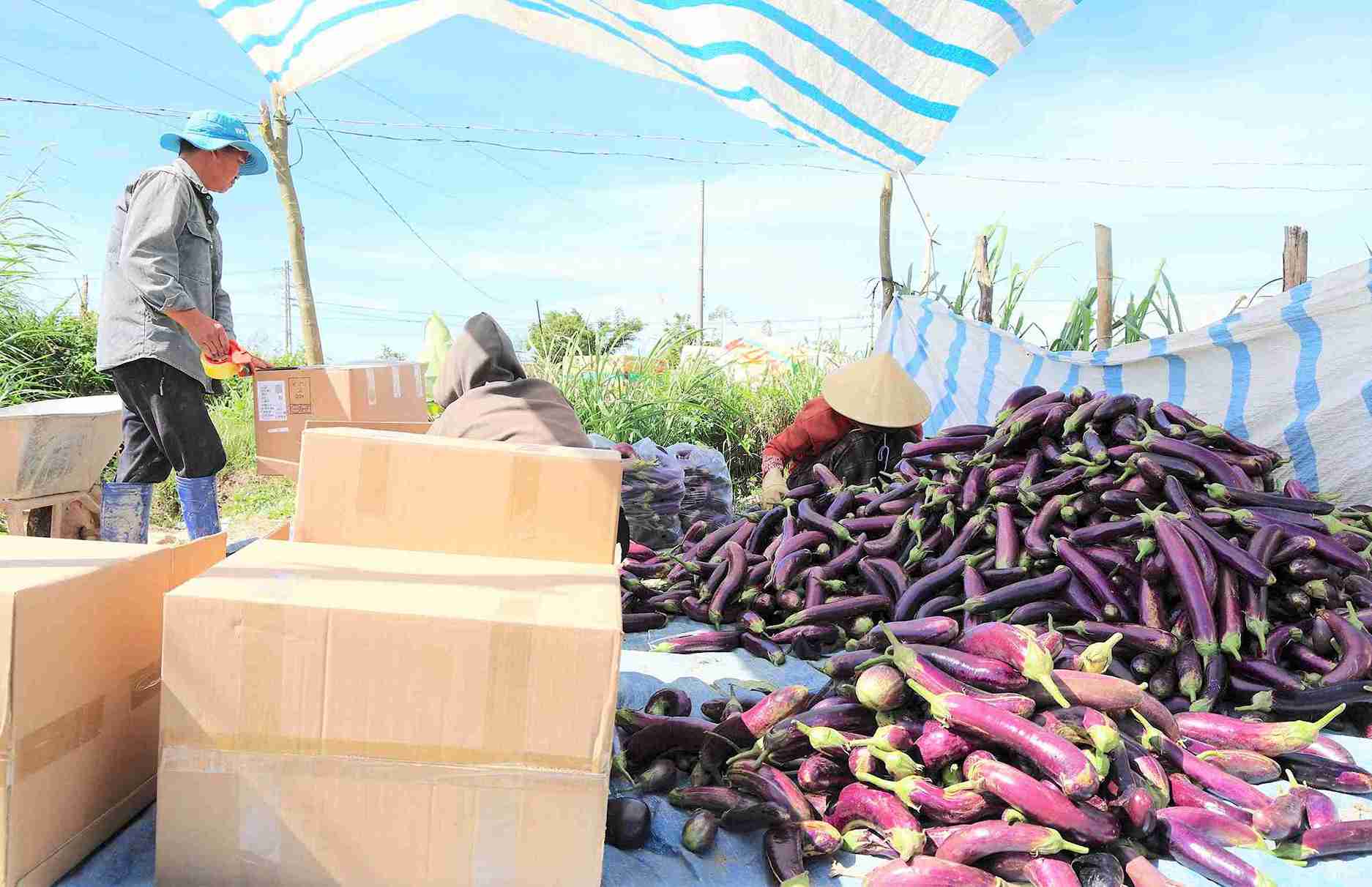 Hoạt động thu hoạch, đóng hàng diễn ra khẩn trương tại các vùng sản xuất rau của Lâm Đồng. Ảnh: Phúc Khánh