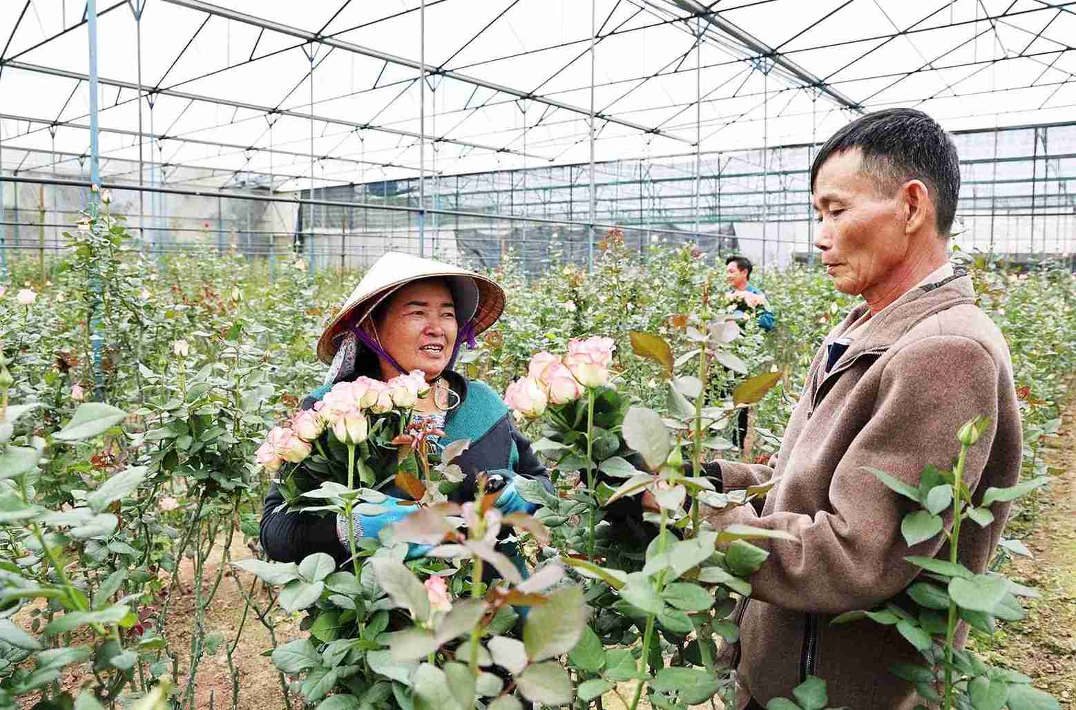 Vườn hoa hồng tại Đà Lạt sinh trưởng tốt, sẵn sàng cung ứng cho thị trường dịp Tết. Ảnh: Phúc Khánh