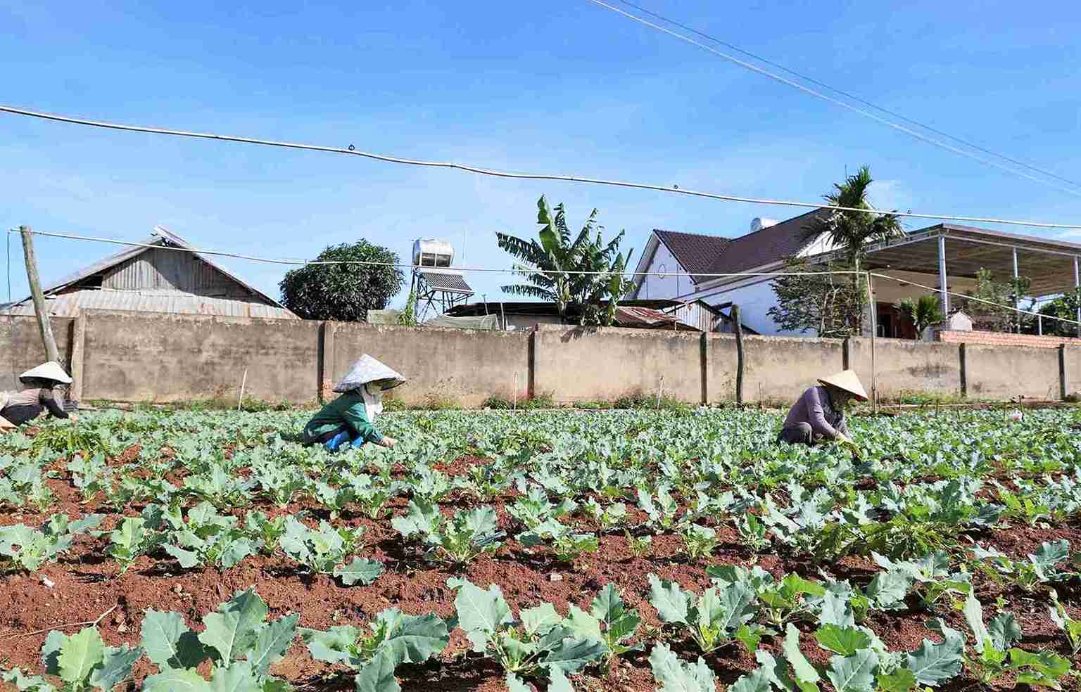 Toàn tỉnh Lâm Đồng đã xuống giống 22.800ha rau, củ các loại để phục vụ thị trường Tết. Ảnh: Phúc Khánh