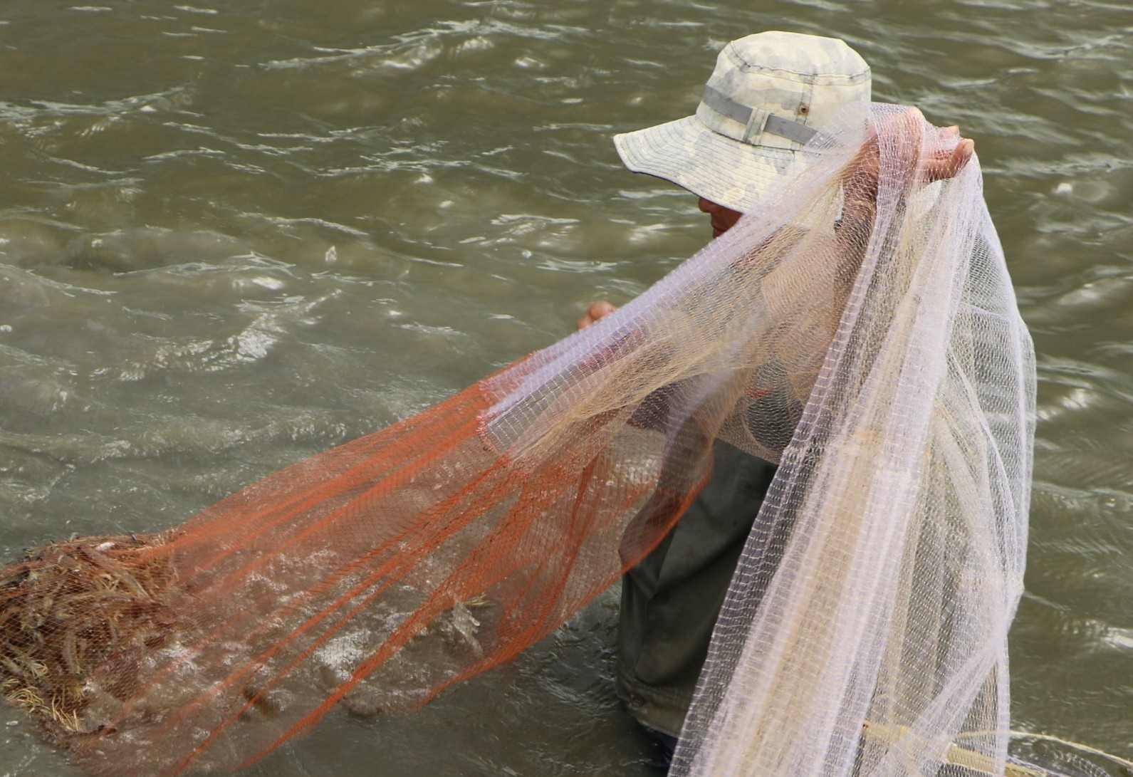 Thu hoạch tôm nuôi tại Cà Mau. Ảnh: Nhật Hồ.