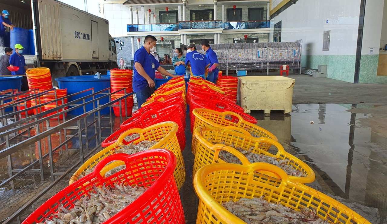 Thương lái thu mua tôm tại Cà Mau. Ảnh: Nhật Hồ.