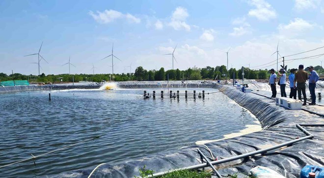 Giá tôm ở Cà Mau tăng 30 - 50%, người nuôi lãi gần 100.000 đồng/kg