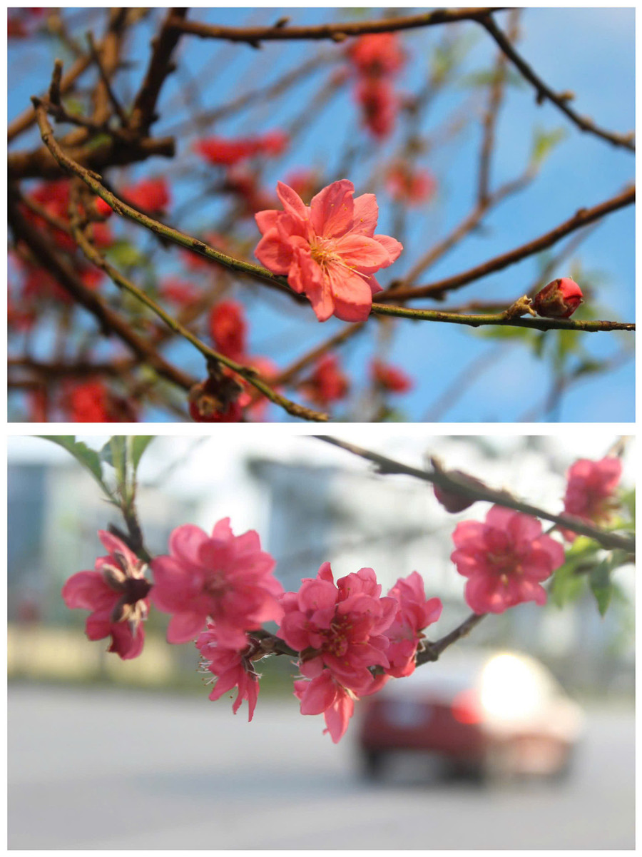 Dưới tiết trời nắng hanh, những gốc đào cổ ở Hà Tĩnh khoe trọn sắc đỏ đặc trưng, tạo điểm nhấn cho phố phường ngày cận Tết. z7468156989720-09e4fd31a051cf07ff0b71ca5d6afc8d.jpg