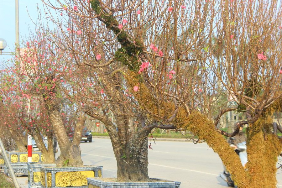 Nhiều gốc đào mang dấu ấn thời gian rõ nét, với tuổi đời kéo dài qua hàng chục mùa Tết. img-6537.jpg