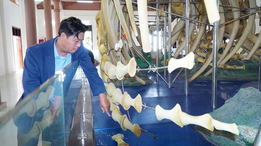 Hai bộ xương được phục dựng năm 2020 với kinh phí hơn 14 tỉ đồng bao gồm cả nhà trưng bày. Ảnh: Viên Nguyễn