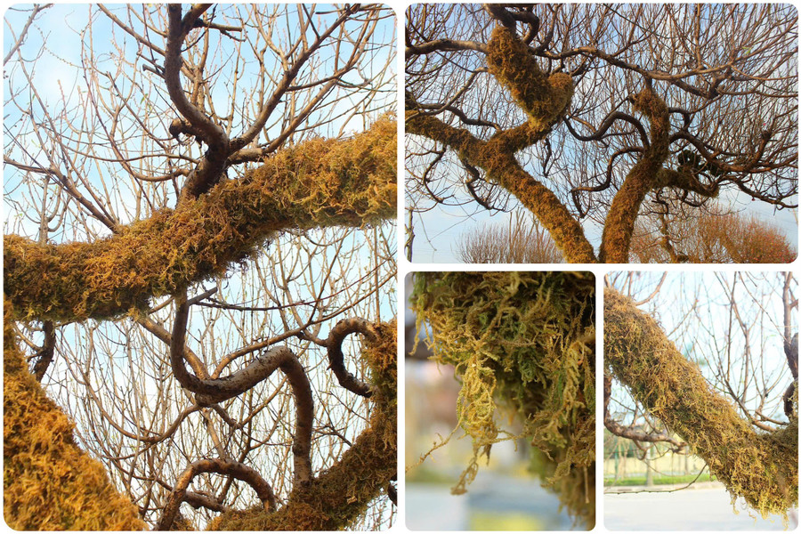 Một gốc đào già phần thân được phủ kín rêu, uốn thế lạ mắt, thu hút ánh nhìn ngay từ xa. z7468138582016-a1b6e1a75d285ecd5a7cde7117d76190.jpg