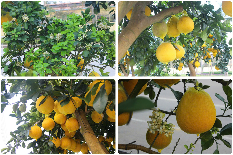 Mỗi chậu được gia cố cẩn thận để bảo vệ quả khi vận chuyển đường dài. z7468138573675-6cfbf73869dddc129aca9a9d05187a29.jpg