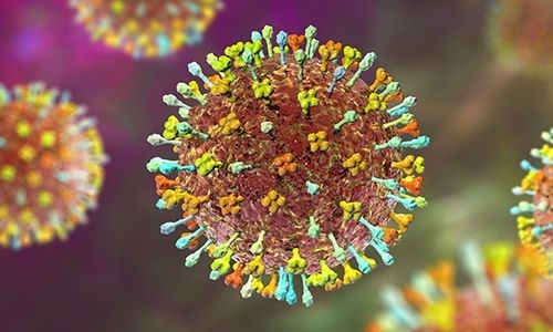 Virus Nipah: Bộ Y tế yêu cầu khoanh vùng, xử lý triệt để nếu xuất hiện ca bệnh