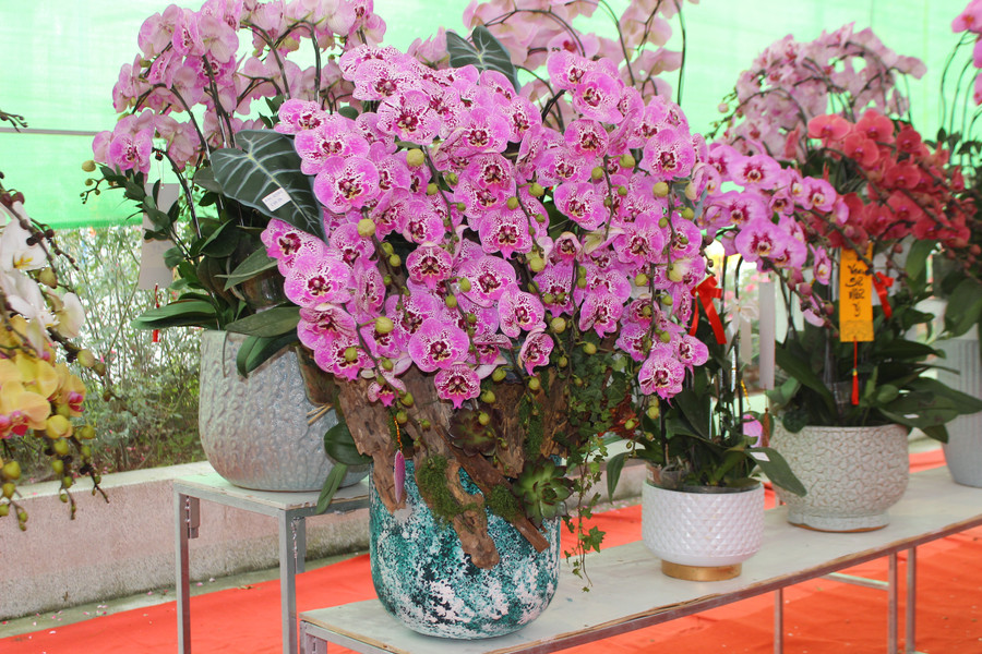 Lan ôm gỗ lũa - xu hướng hoa Tết được nhiều người tìm mua. img-6942.jpg