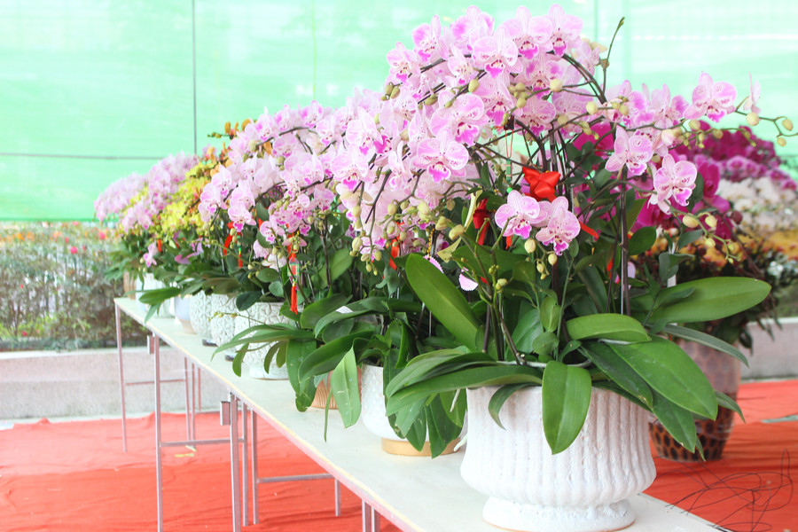 Lan cắm trong chậu sứ cũng đa dạng từ kiểu dáng đến giá thành. img-6926.jpg