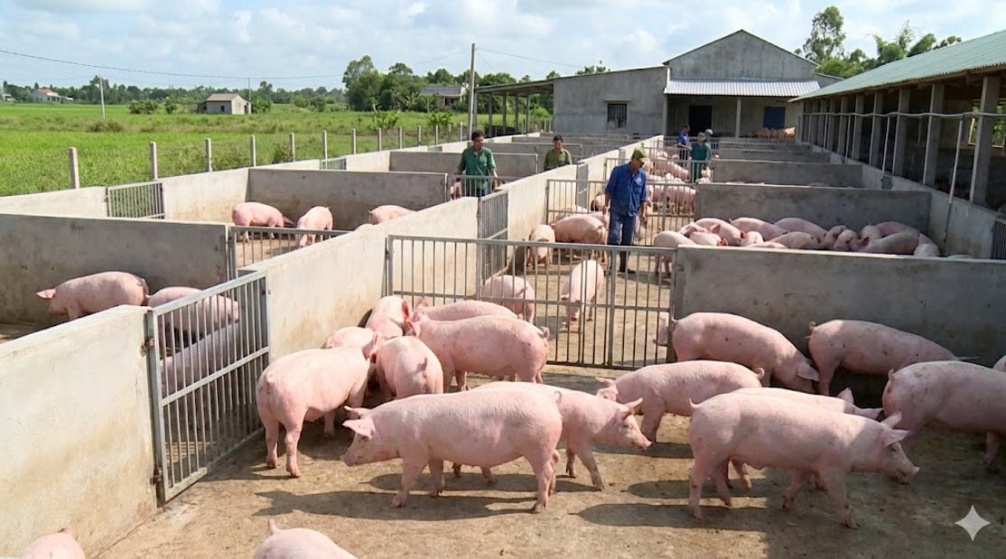 Giá heo hơi hôm nay duy trì ổn định trên cả nước sau đợt tăng mạnh trước Tết, thị trường dần cân bằng cung – cầu