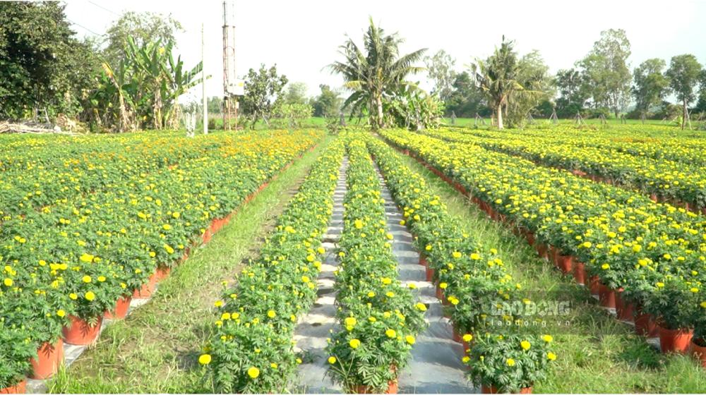 Nhà vườn mong chờ vụ hoa đạt giá cả ổn định để có cái Tết trọn vẹn, đầm ấm hơn. Ảnh: Nguyên Anh